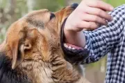 Bị chó nhà cắn không tiêm phòng, người đàn ông tử vong nghi do bệnh dại