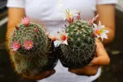 Bỏ nghề kỹ sư thủy sản về làm 'nữ hoàng' cây có gai, thu trăm triệu mỗi năm