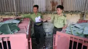 Ba cá thể gấu ngựa được cứu hộ thành công về Bạch Mã