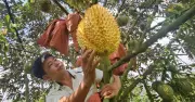 Bọc kín trái sầu riêng trên cây, nông dân Đồng Nai thu quả vàng óng lạ mắt