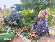 Bắc Ninh: Vải thiều được giá, người trồng phấn khởi dù sản lượng giảm hơn 50%