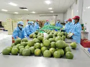 Bưởi da xanh Vĩnh Long chinh phục thị trường Australia và Trung Quốc