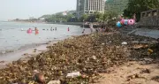 Bãi tắm Vũng Tàu bị phủ kín bởi lục bình, người dân vẫn vô tư tắm