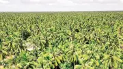 Bản đồ số vùng nguyên liệu dừa hữu cơ: Bước đột phá cho ngành dừa Việt Nam
