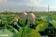 Bông sen Tịnh Đế hiếm gặp xuất hiện ở đầm sen quê Bác tại Nghệ An