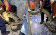 Bắt con trăn khổng lồ dài 5m trong trường nữ sinh Thái Lan
