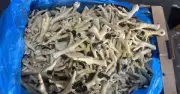 Bắt giám đốc công ty bán hơn 10.000 tấn chân gà 'bẩn' ra thị trường