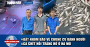 Bắt khẩn cấp nhóm bảo vệ đánh người; cá chết trắng hồ Hà Nội