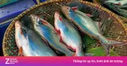 Cá basa: Loài cá nước ngọt bụng béo, giàu dinh dưỡng và lợi ích sức khỏe