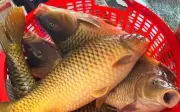 Cá chép giòn: Nguồn protein dồi dào cho sức khỏe trung niên
