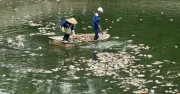 Cá chết hàng loạt ở hồ điều hòa công viên Nghĩa Đô do thiếu ô xi