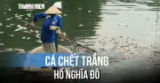 Cá chết hàng loạt tại hồ điều hòa công viên Nghĩa Đô, Hà Nội