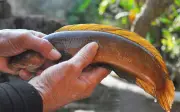Cá cửng – đặc sản 'tiến vua' ở Ninh Bình giá vài trăm nghìn/kg