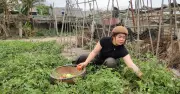 Cô giáo vừa chăm trẻ vừa nuôi lợn trồng rau trên đảo Bạch Long Vĩ