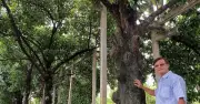 Cù lao Phong Nẫm: Điểm đến hấp dẫn với măng cụt trăm tuổi và du lịch cộng đồng