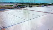 Cà Mau giải ngân gần 7 tỷ đồng hỗ trợ diêm dân thiệt hại do mưa trái mùa