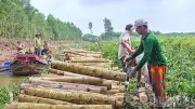 Cà Mau trồng mới và tái sinh gần 26.000ha rừng, thu về 3.000 tỷ/năm