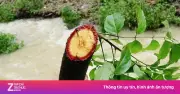 Cỏ máu: 'Thảo dược quý' bổ máu, dưỡng huyết và nhiều công dụng tuyệt vời