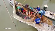 Độc đáo nghề dỡ chà thu hoạch cá tôm vùng sông nước Đồng Tháp