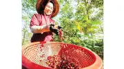 Cà phê Hướng Phùng hướng đến sản xuất đặc sản, chất lượng cao