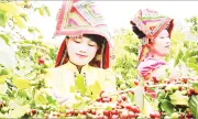 Cà phê Sơn La mở rộng xuất khẩu nhờ chuyển đổi sang chất lượng cao