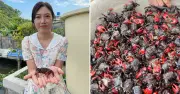 Đặc sản chui lên từ lòng đất ở Ninh Bình: Nấu canh ngon vị ngọt như củ đậu