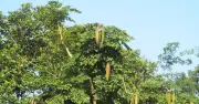Đặc sản Tây Bắc là 'vị thuốc quý' trị dị ứng, viêm da
