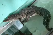 Cá sấu dài 1m lạc vào nhà dân ở trung tâm thành phố Huế