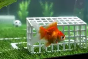 Cá vàng Swimbappe nổi tiếng nhờ khả năng dự đoán World Cup