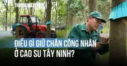 Cao su Tây Ninh giữ chân công nhân bằng cơ giới hóa và phúc lợi