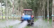 Cao su Tây Ninh giữ vững sản xuất trước nhiều thách thức