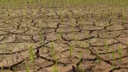 Cục Trồng trọt chỉ đạo ứng phó El Nino, xuống giống sớm né hạn mặn