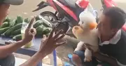 Chó biết làm toán Bé Dâu gây sốt mạng xã hội, khách tìm đến tận quán nước mía để kiểm chứng