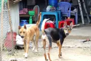Chó dại cắn 12 người ở Đồng Nai, chết sau đó