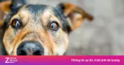 Chó dại cắn 12 người ở Đồng Nai, trong đó có 5 trẻ em