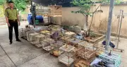 Chủ tiệm chim cảnh ở TPHCM bị phạt 7,5 triệu đồng, tịch thu 35 con chim chào mào