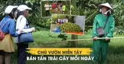 Chủ vườn Cần Thơ không thu vé, bán hơn 1 tấn trái cây mỗi ngày nhờ du lịch sinh thái