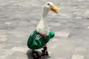 Chú vịt Merlin trở thành hiện tượng World Cup tại Mexico