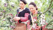 Chìa khóa nâng tầm giá trị nông sản Sơn La: Ứng dụng công nghệ và liên kết chuỗi