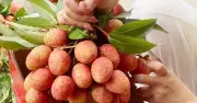 Chưa từng có: 300.000 đồng/kg vải thiều tại vườn