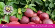 Chanh leo: Loại quả giàu vitamin C giúp sạch đường ruột
