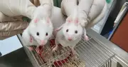 Chèn gen sinh vật đơn bào tỷ năm tuổi, chuột biến đổi kinh ngạc