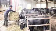 Chăn nuôi hàng hóa và mô hình 'cá đi sau lúa' giúp nông dân vùng cao thoát nghèo