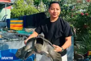 Chàng trai Cần Thơ kiếm trăm triệu mỗi năm nhờ nuôi cua đinh 4 chân