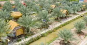 Chàng trai miền Tây biến vườn chà là vùng biên thành điểm du lịch hấp dẫn