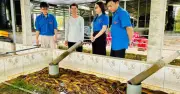 Chàng trai miền Tây nuôi lươn không bùn VietGAP lãi 150 triệu/năm
