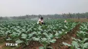 Chính quyền địa phương 2 cấp: Sát dân, giải quyết việc khó từ gốc