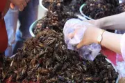 Châu chấu tre: Đặc sản độc đáo từ núi rừng Tây Bắc