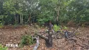 Chuyển hồ sơ vụ phá rừng tại Côn Đảo sang cơ quan điều tra