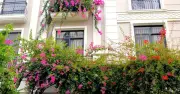 Chuyện tình ngọt ngào đằng sau giàn hoa giấy phủ 5 tầng ở 'phố nhà giàu' TP.HCM